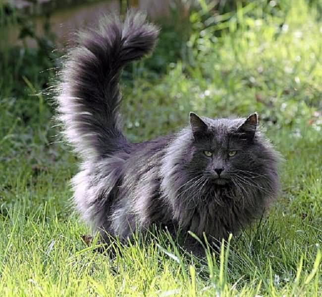 Grey Norwegian Forest Cat In Park