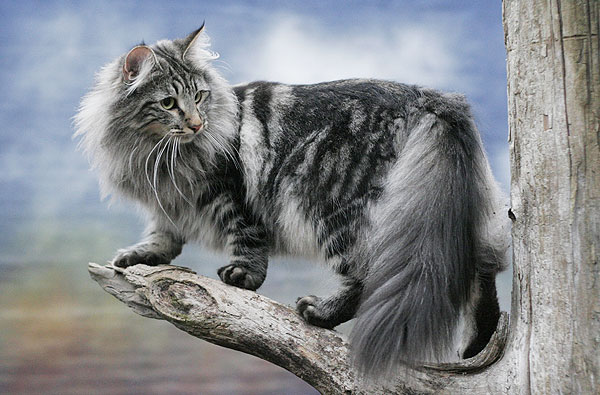 Grey Norwegian Forest Cat On Tree
