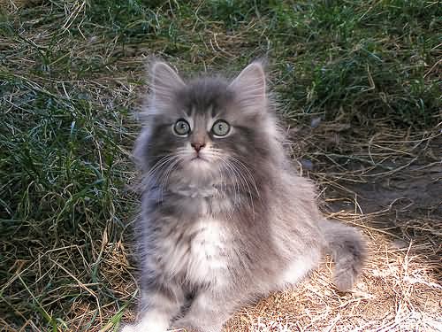 Grey Norwegian Forest Kitten Sitting Outside