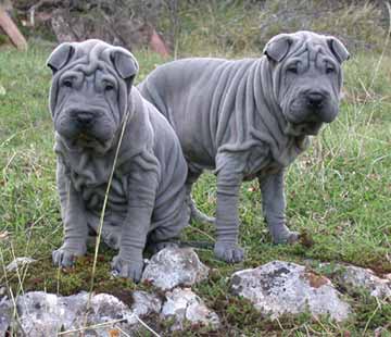 Grey Shar Pei Puppies