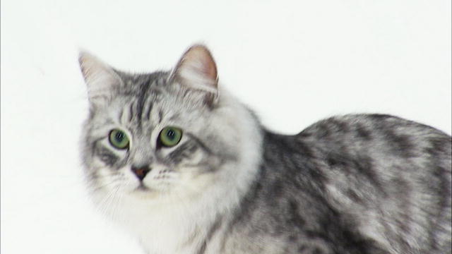 Grey Siberian Cat Photo