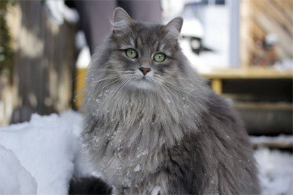 Grey Siberian Cat Picture