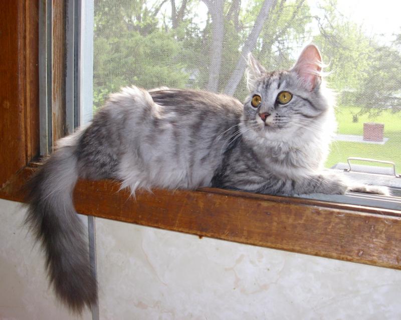 Grey Siberian Cat Sitting Near Window Picture