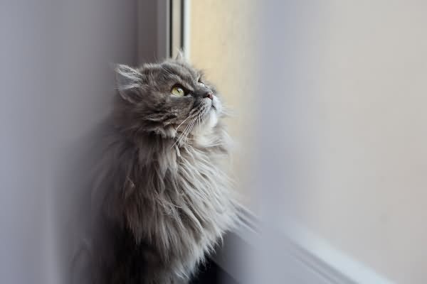 Grey Siberian Cat Sitting Near Window