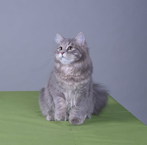 Grey Siberian Cat Sitting On Bed