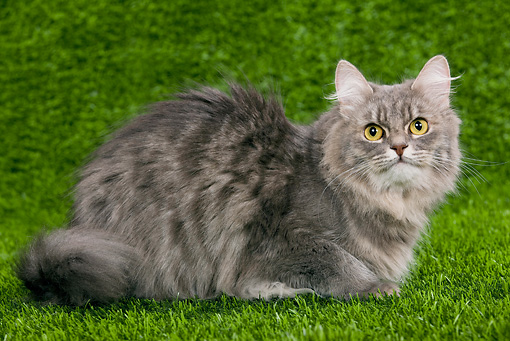 Grey Siberian Cat Sitting On Grass