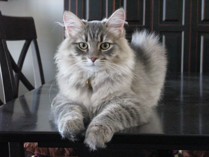 Grey Siberian Cat Sitting