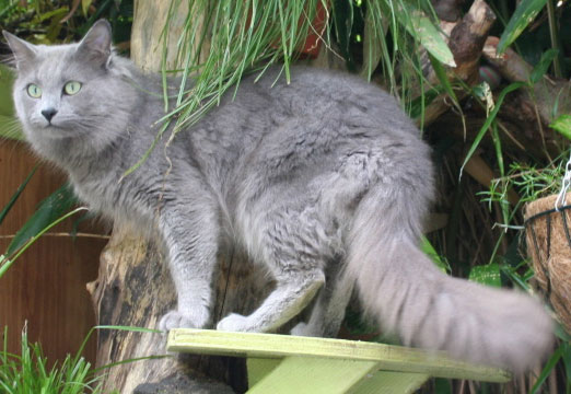 Grey Siberian Cat Standing On Table In Garden