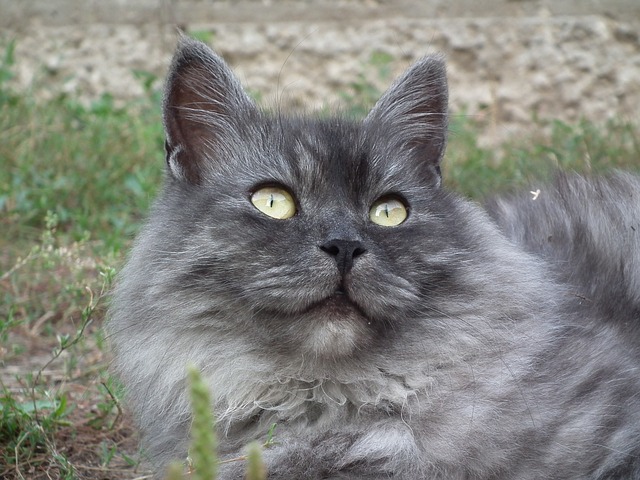 Grey Siberian Cat With Yellow Eyes