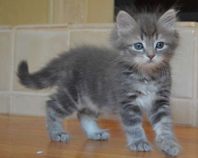 siberian kitten grey