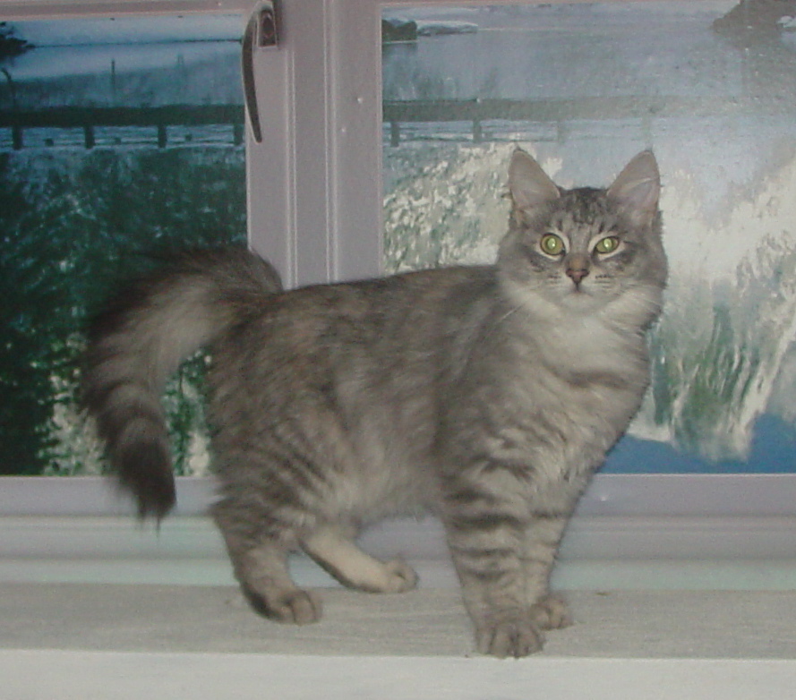 Grey Siberian Kitten Standing Standing Near Window