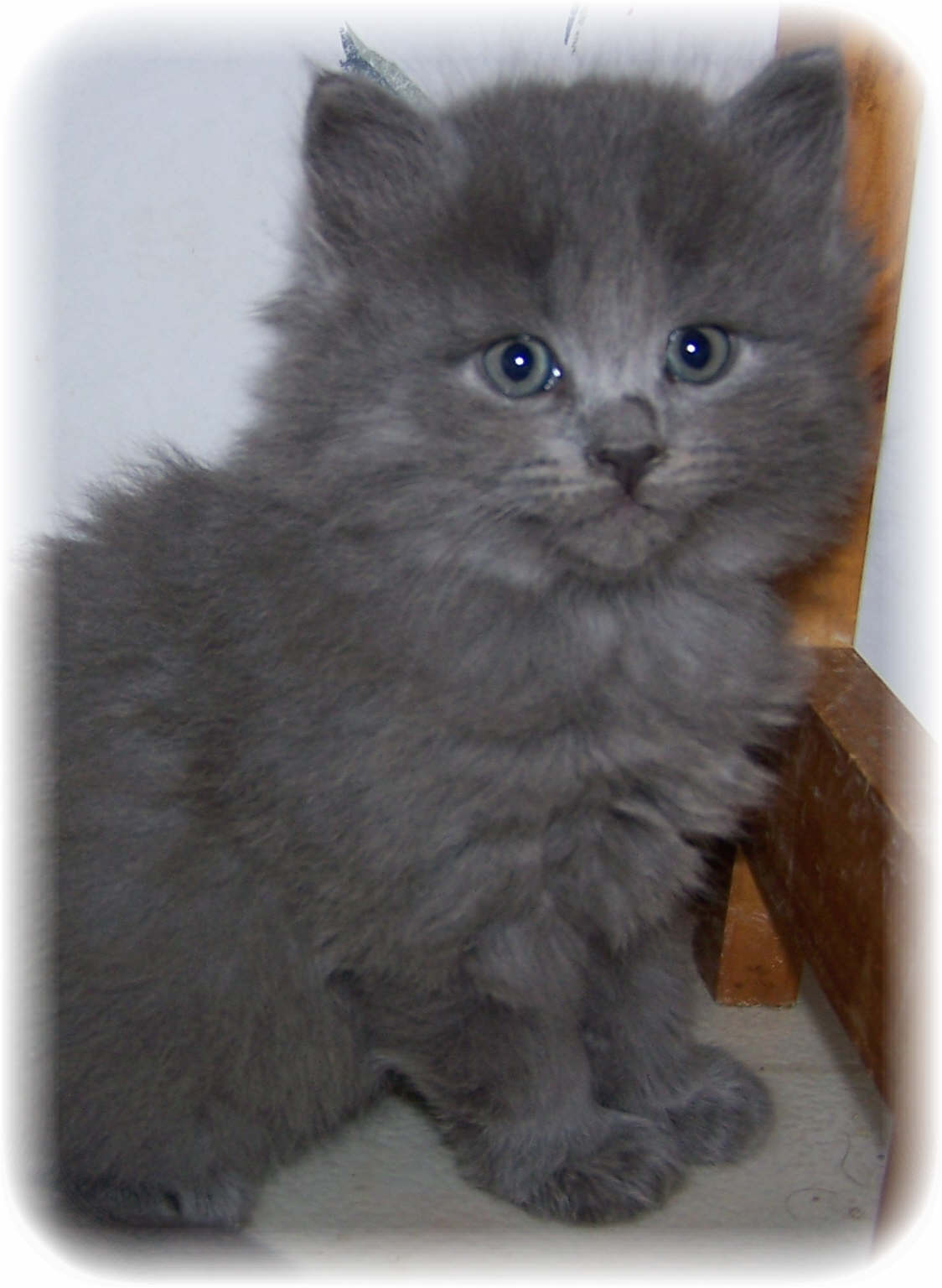 Grey Siberian Kitten