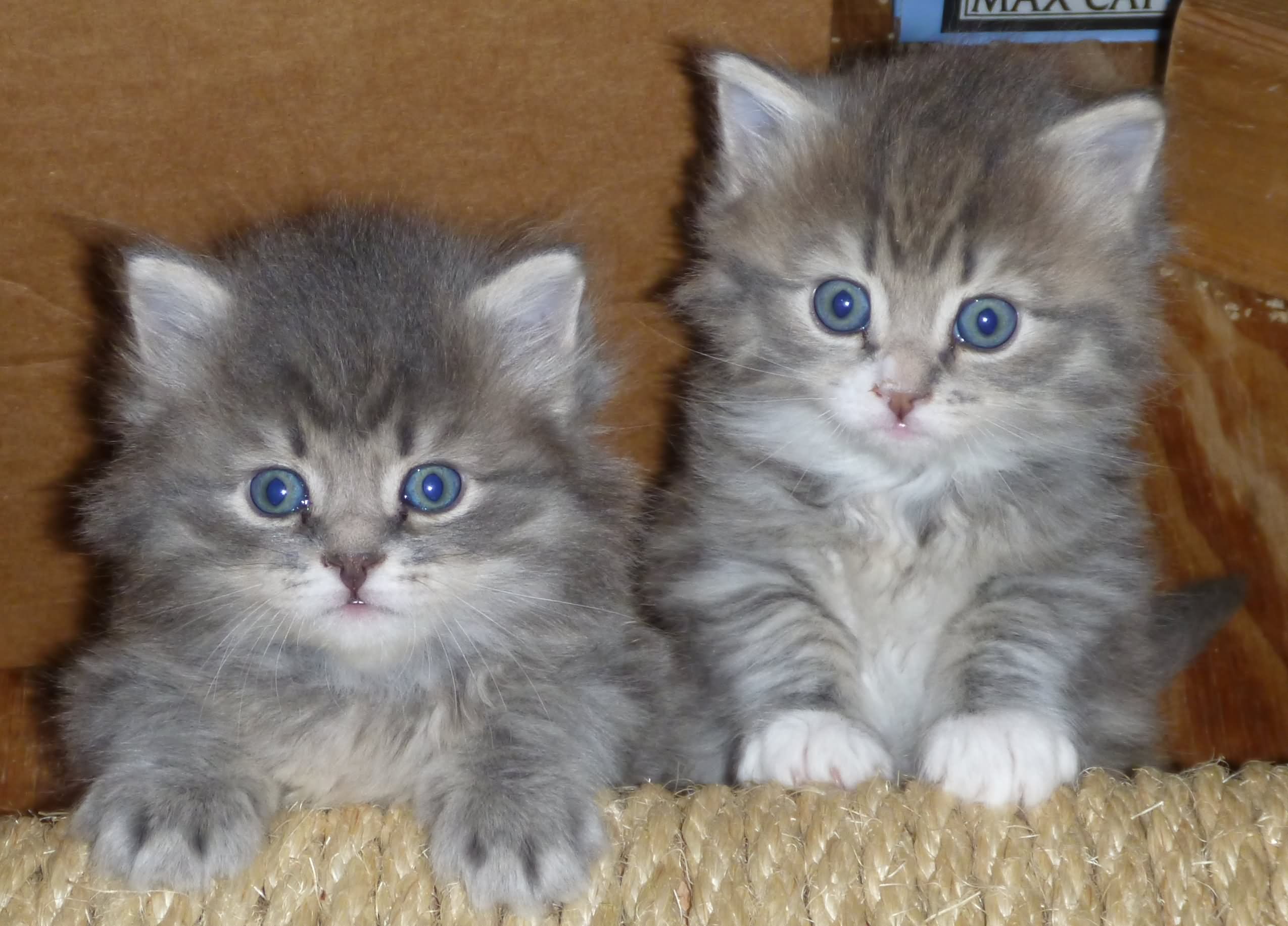 Grey Siberian Kittens With Blue Eyes