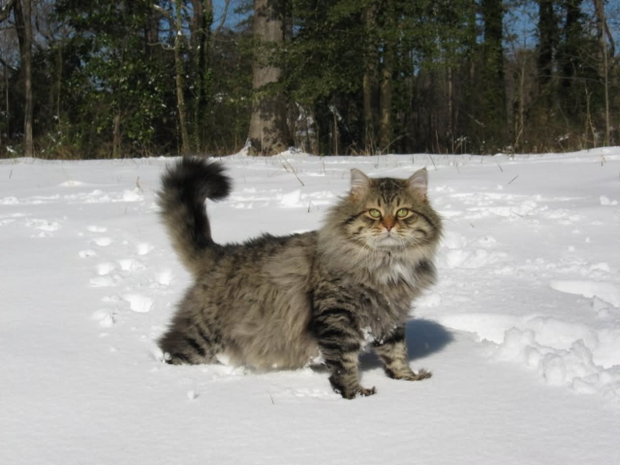 Grey Tabby Siberian Cat In Snow
