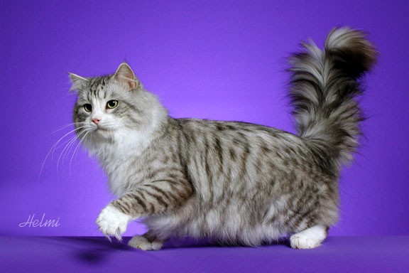 Grey Tabby Siberian Cat Picture