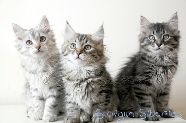 Grey Tabby Siberian Kittens Looking At Camera