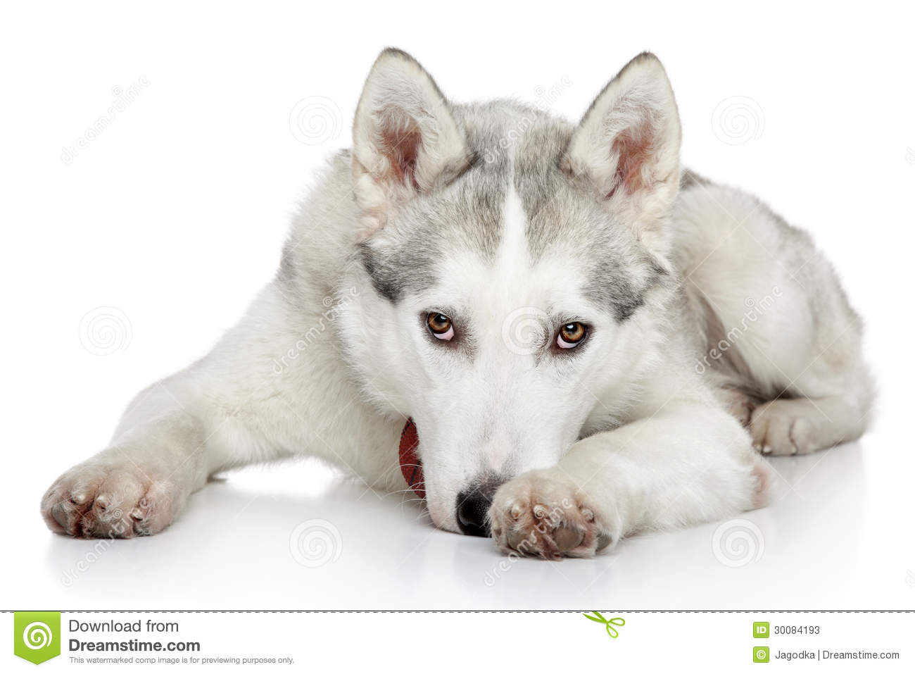 Grey White Siberian Husky Dog Laying