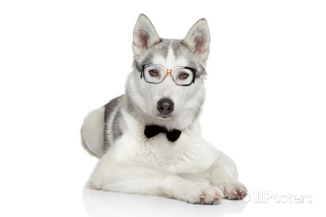 Grey White Siberian Husky Dog Wearing Eyeglasses