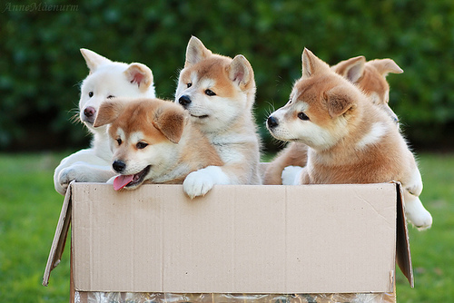 Group Of Akita Puppies In Box