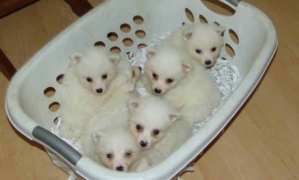 Group Of American Eskimo Puppies In Basket