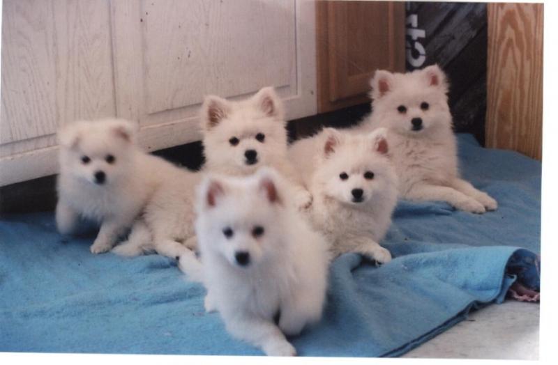 Group Of American Eskimo Puppies Sitting