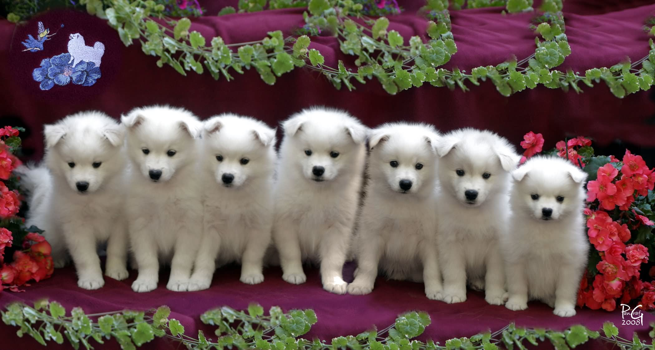Group Of Cute American Eskimo Puppies