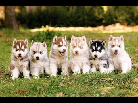Group Of Cute Siberian Husky Puppies Sitting On Grass