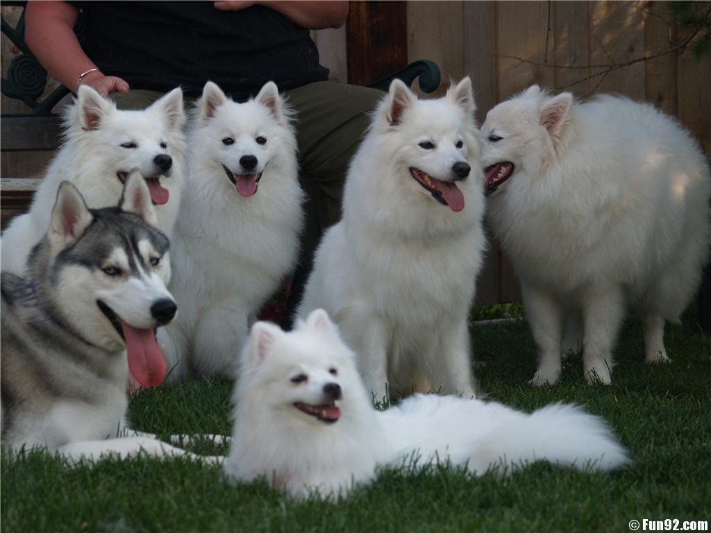 Group Of Full Grown American Eskimo Dogs