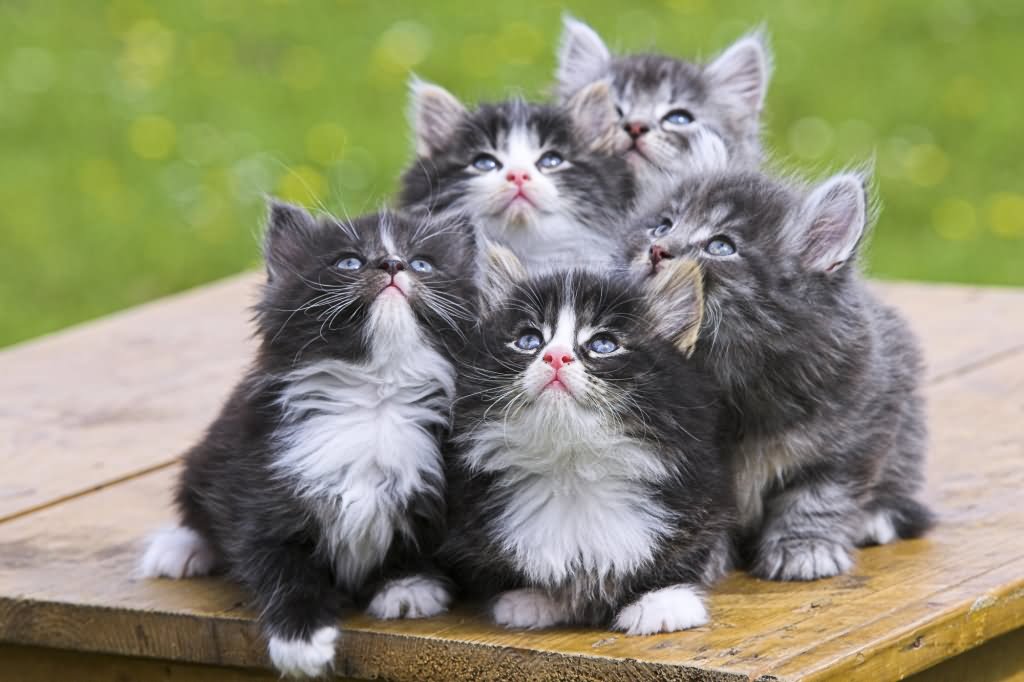 Group Of Grey Norwegian Forest Kittens Sitting On Table In Garden