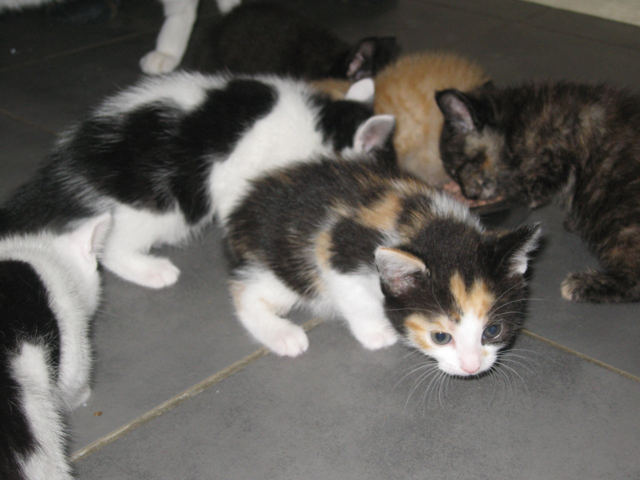 Group Of Manx Kittens Playing With Each Other