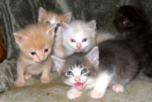 Group Of Manx Kittens