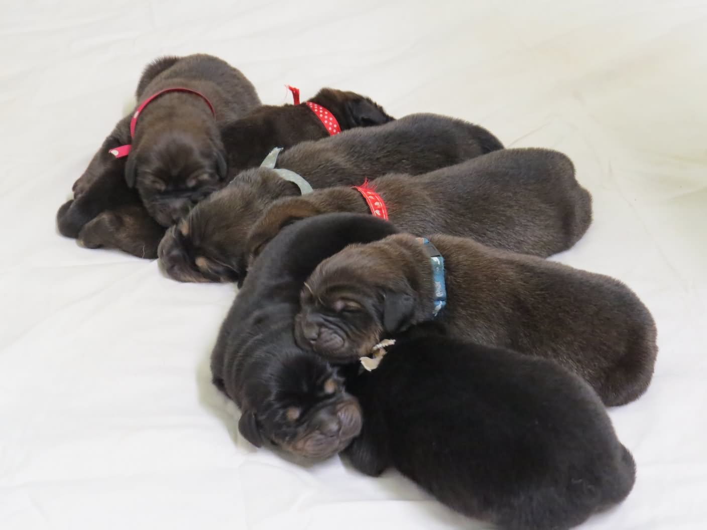 Group Of New Born Black Tibetan Mastiff Puppies