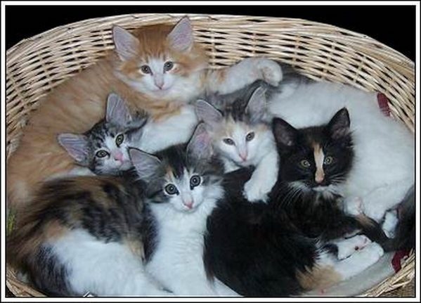 Group Of Norwegian Forest Kittens In Basket