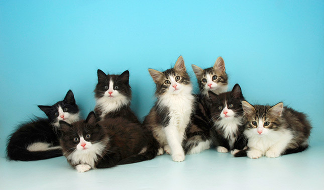 Group Of Norwegian Forest Kittens Picture
