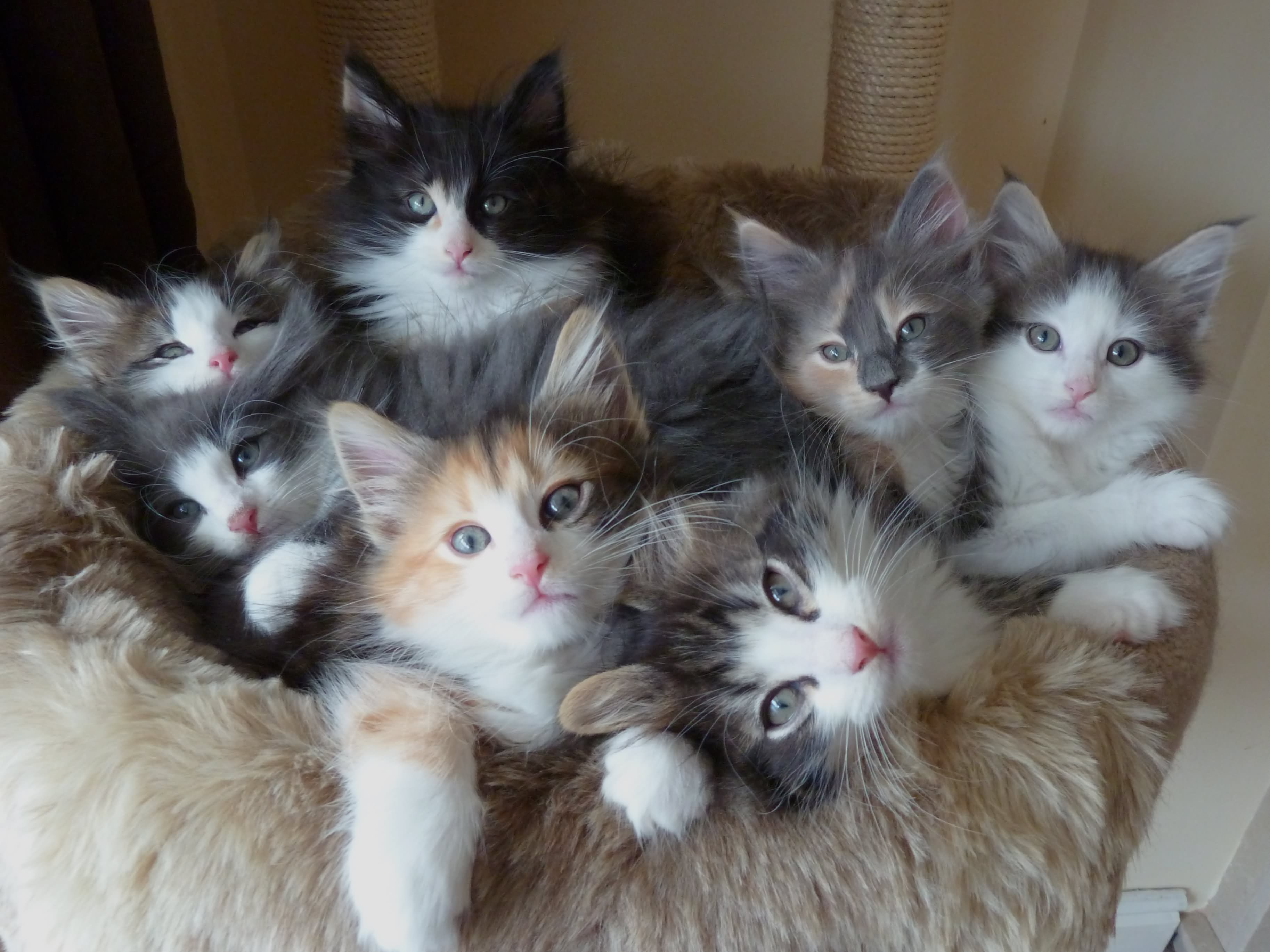 Group Of Norwegian Forest Kittens