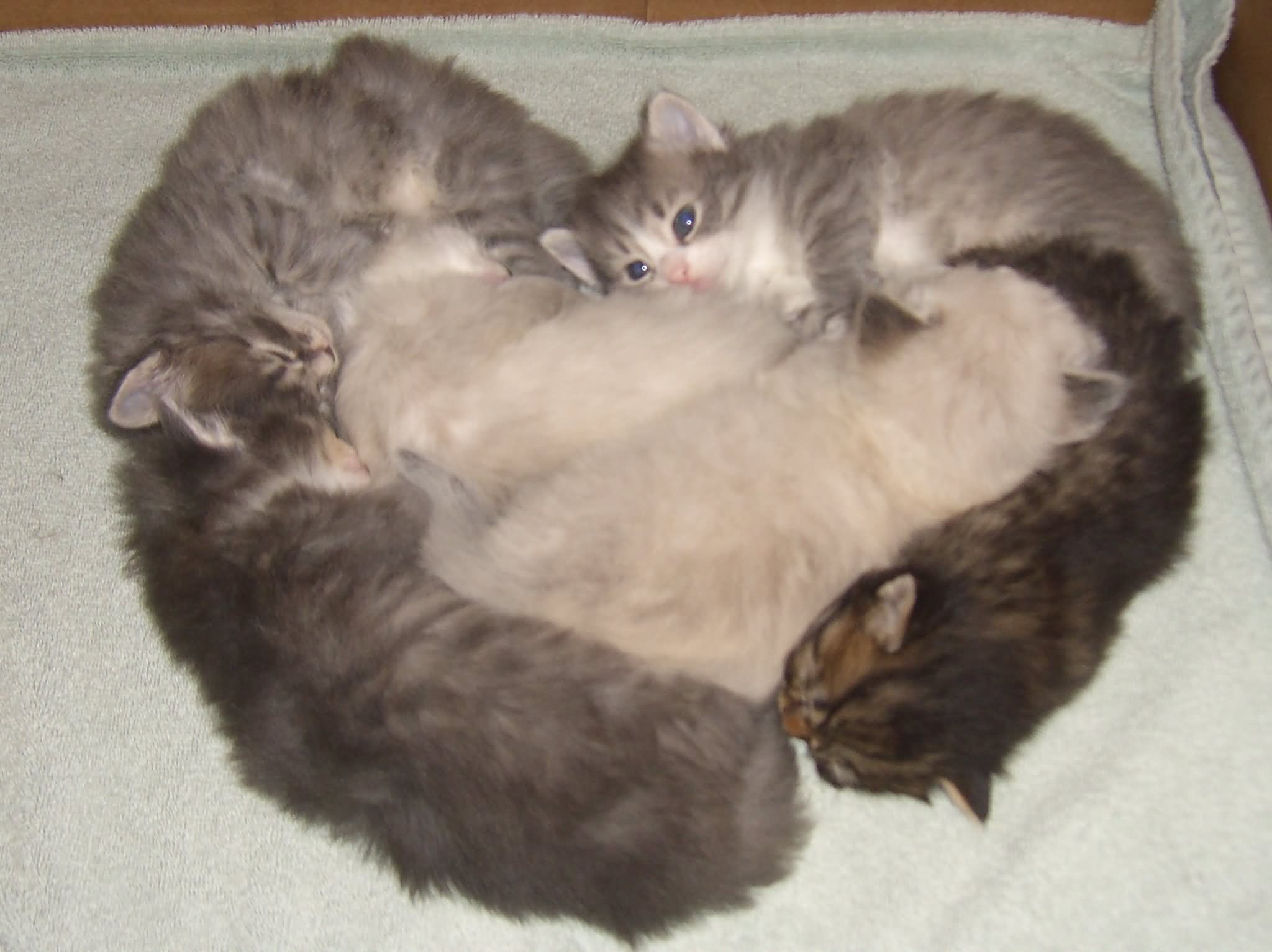 Group Of Siberian Cats Laying In Heart Shape