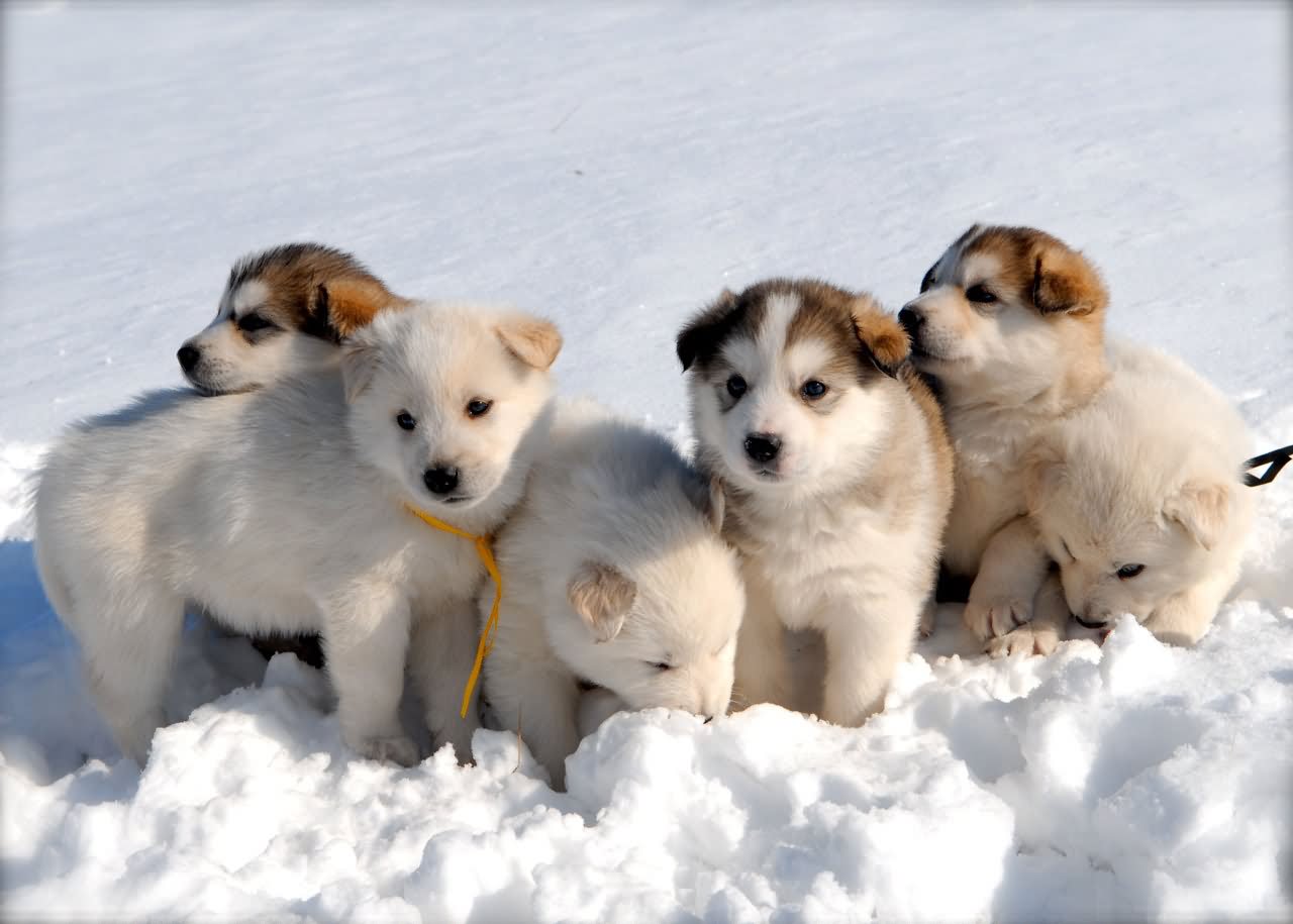 Group Of Siberian Husky Miniature Puppies Playing In Snow