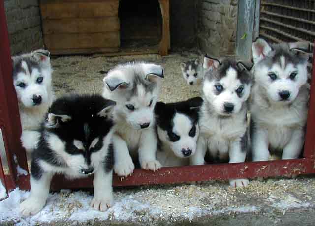 Group Of Siberian Husky Puppies Picture