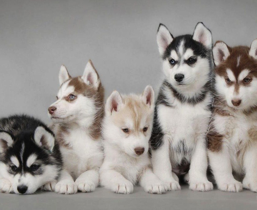 Group Of Siberian Husky Puppies