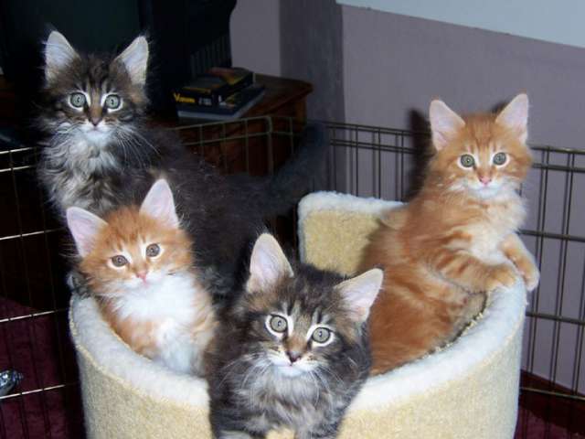 Group Of Siberian Kittens In Basket