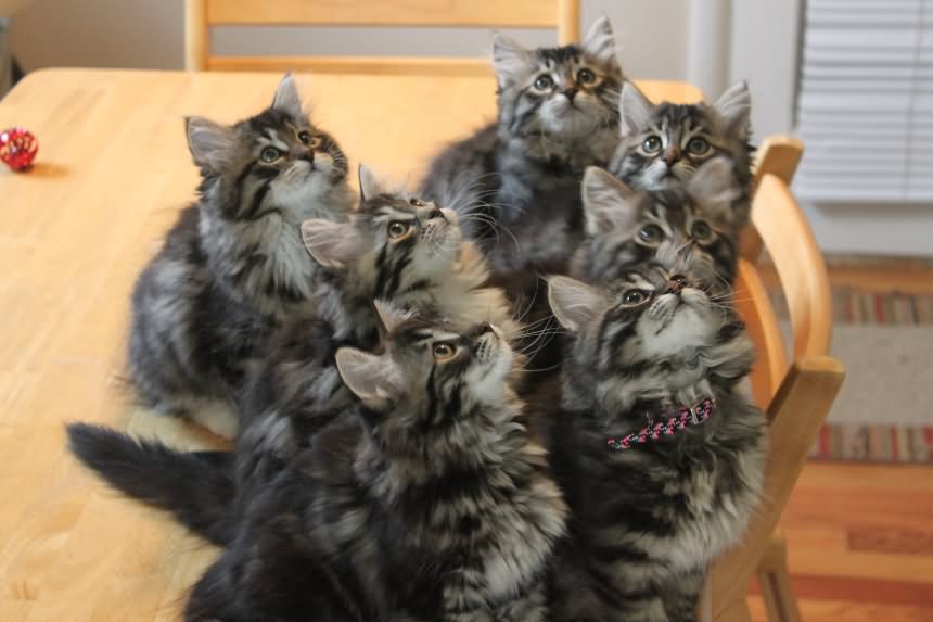 Group Of Siberian Kittens Looking Up