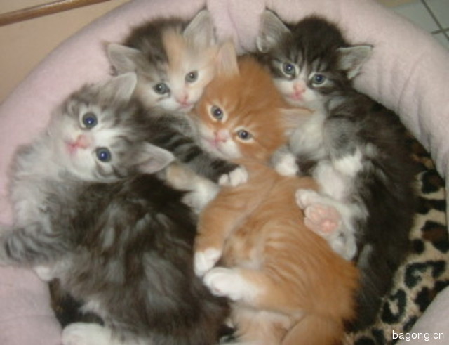 Group Of Siberian Kittens