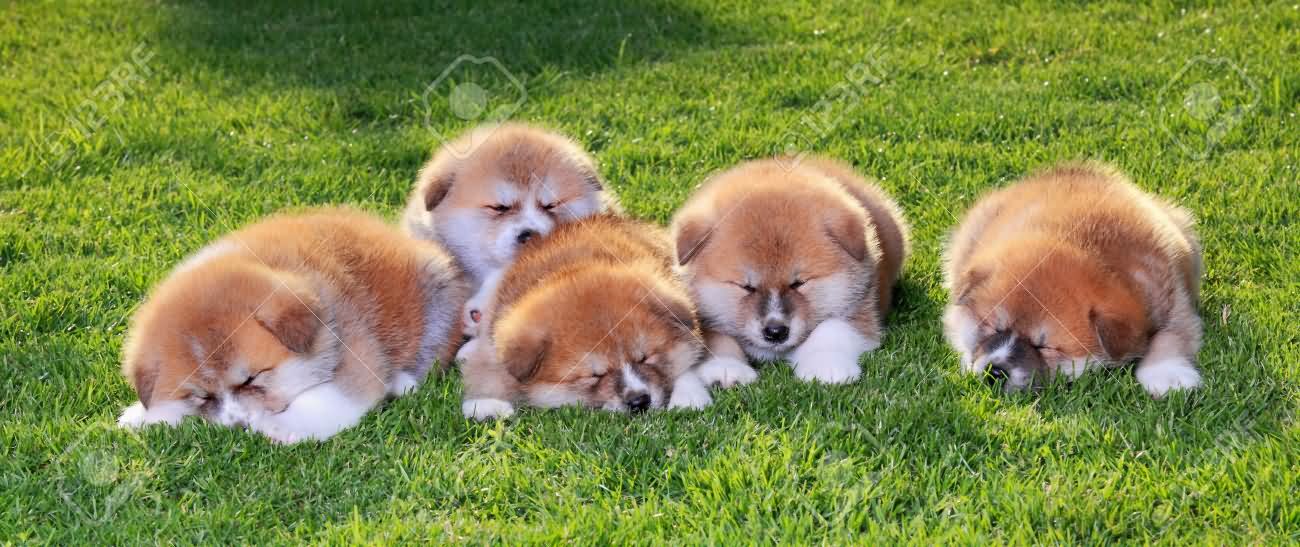 Group Of Sleeping Akita Puppies