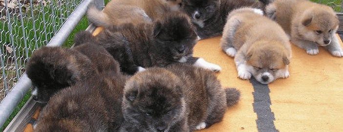 Group Of Tibetan Mastiff Puppies