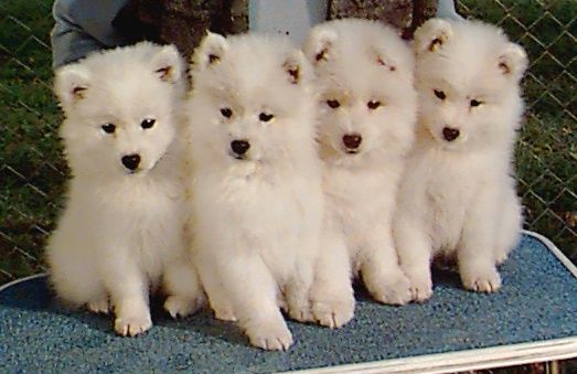 Group Of White American Eskimo Puppies