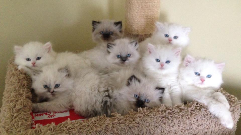 Group Of White Himalayan Kittens Picture