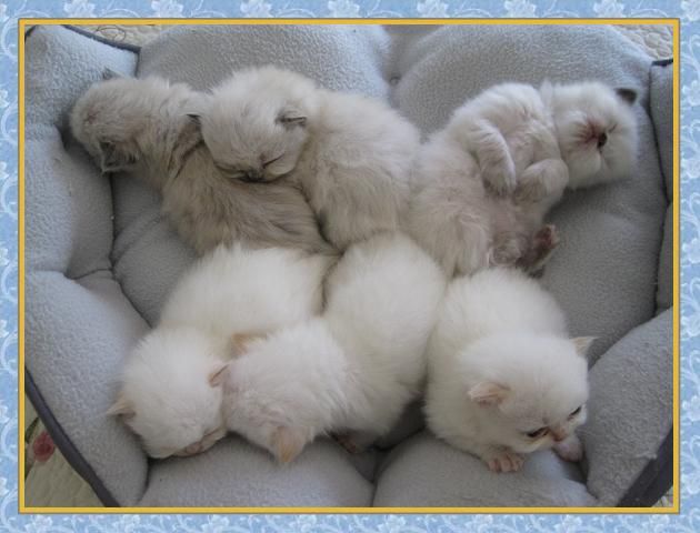 Group Of White Himalayan Kittens