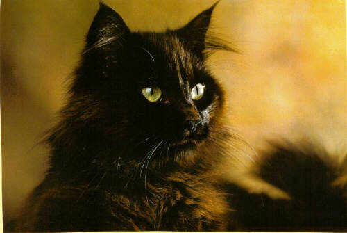 Hairy Black Norwegian Forest Cat
