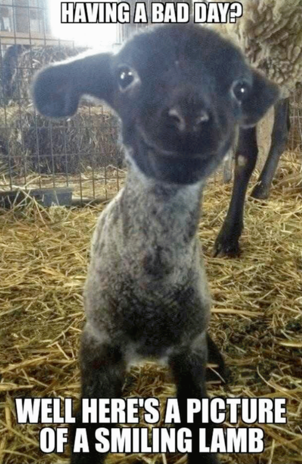Having A Bad Day Funny Baby Goat Smiley Face