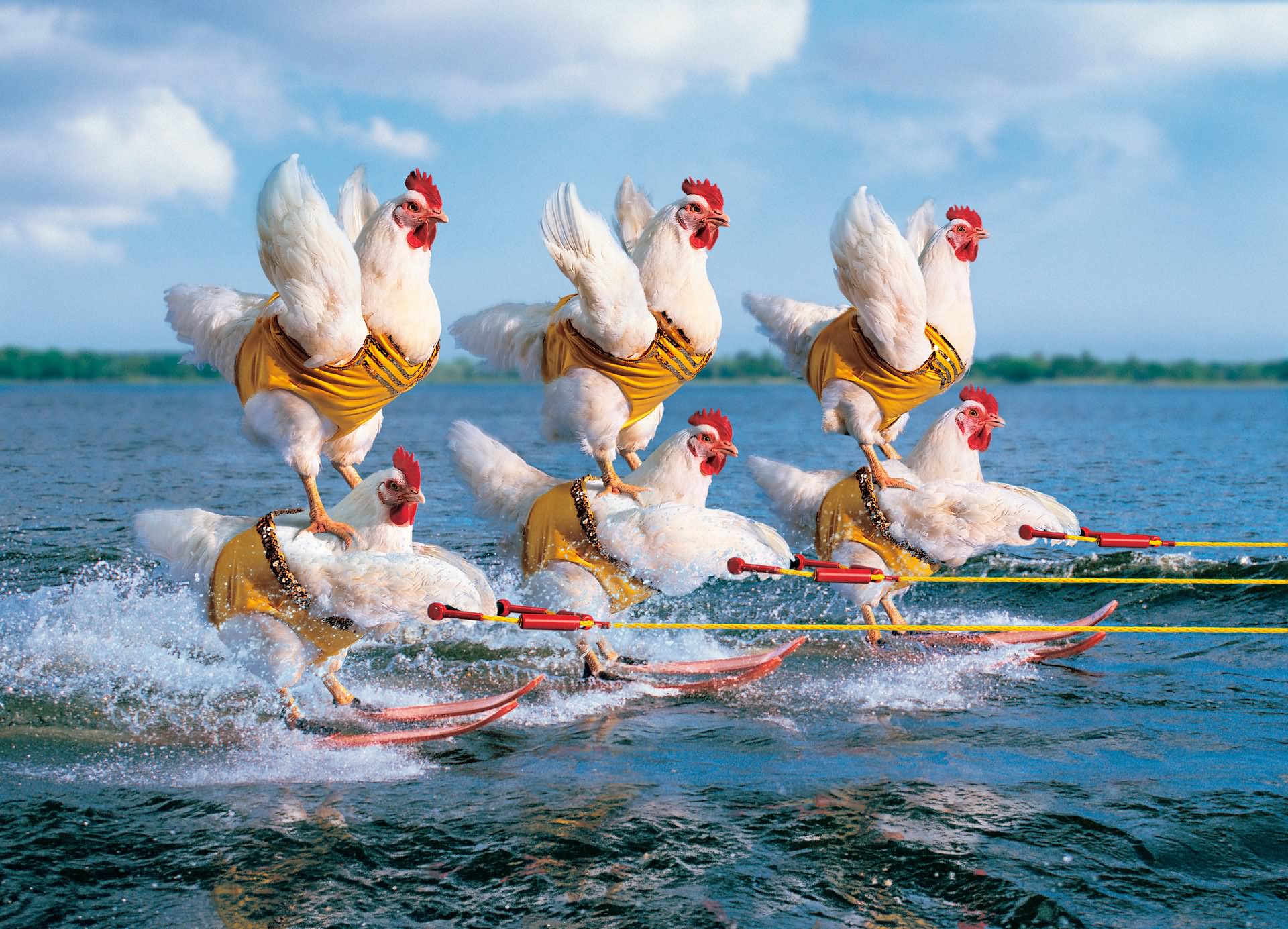 Hen Funny Surfing Picture